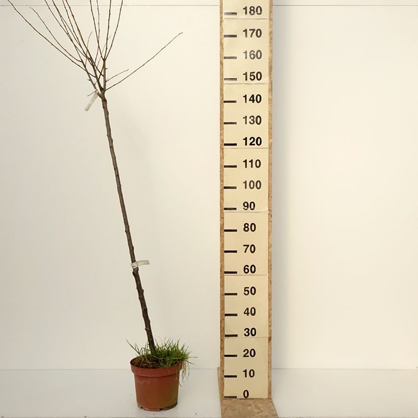 Example of Prunier Quetsche Blanche de Létricourt Pot de 7,5L/10L, Demi-Tige as you get in hiver