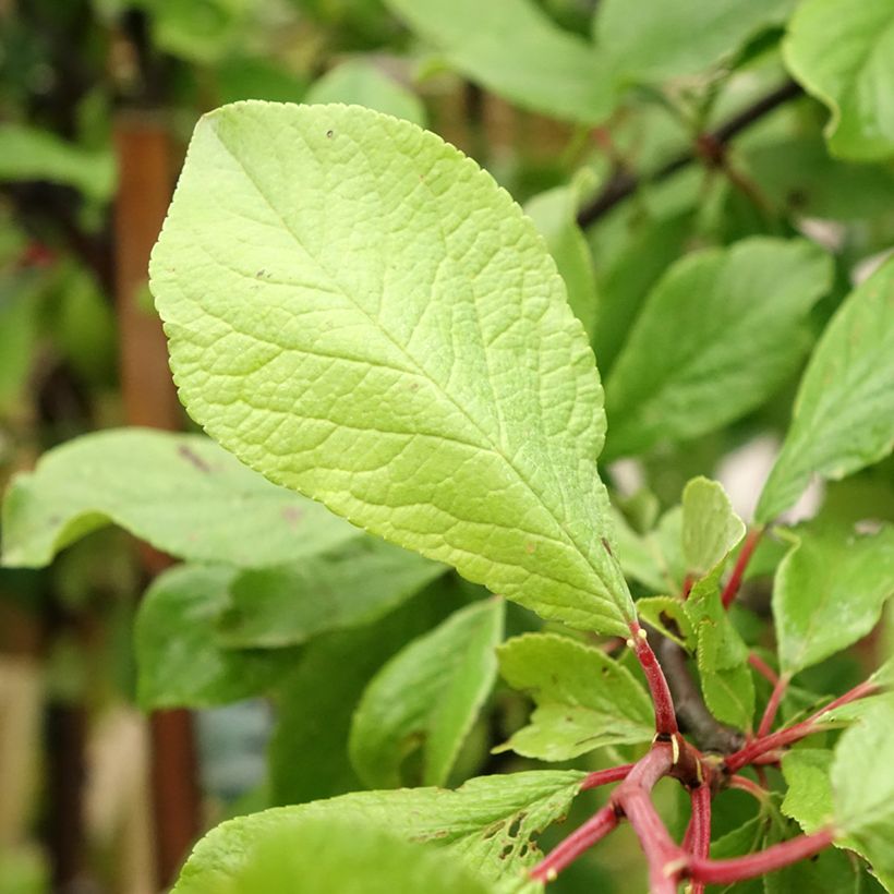 Prunier Quetsche d'Alsace (Foliage)