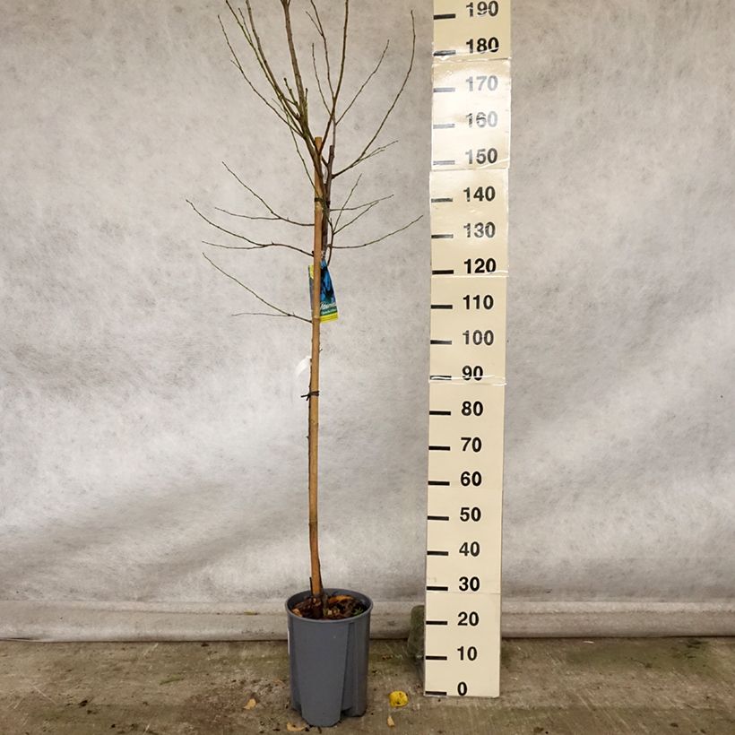 Example of Prunier Quetsche d'Alsace Pot de 7,5L/10L, Demi-Tige as you get in automne