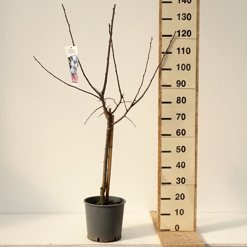 Example of Prunier Quetsche Stanley Pot de 7,5L/10L, Gobelet as you get in hiver