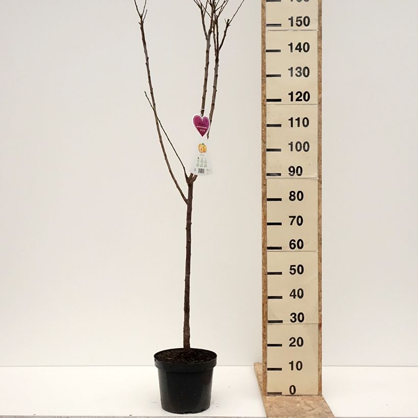 Example of Prunier Reine Claude d'Oullins  Pot de 7,5L/10L, Gobelet as you get in hiver