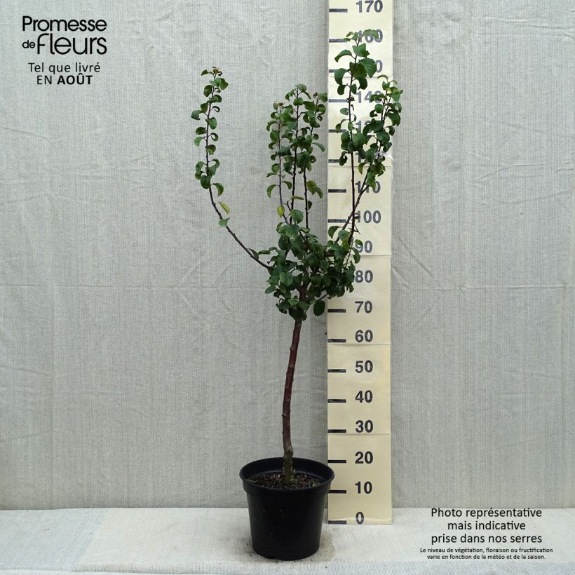 Example of Prunier Reine Claude De Juillet Pot de 7,5L/10L, Gobelet as you get in ete