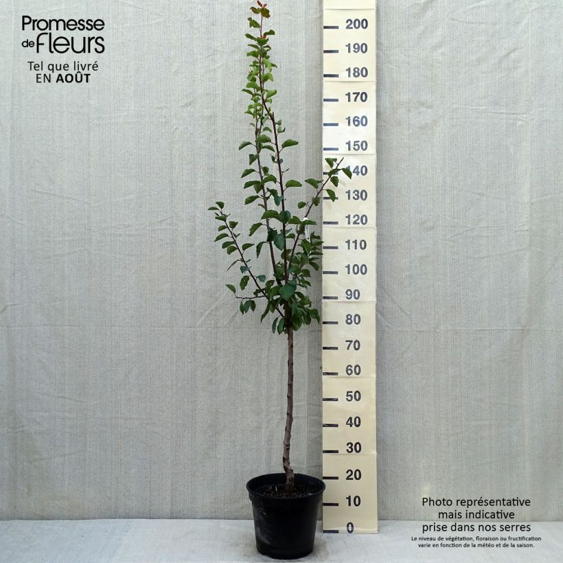 Example of Prunier Sainte Catherine Pot de 7,5L/10L, Gobelet as you get in ete