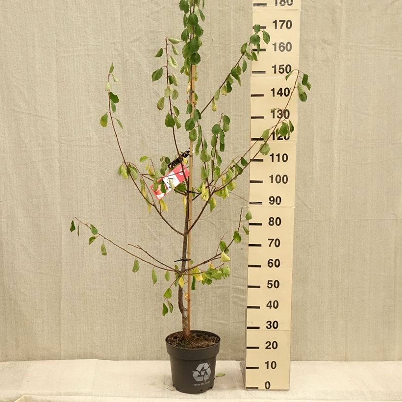 Example of Prunier Tipala - Prunus domestica Pot de 7,5L/10L, Gobelet as you get in automne