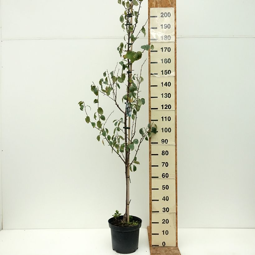 Example of Prunier Węgierka Dąbrowicka - Prunus domestica Pot de 7,5L/10L, Gobelet as you get in ete