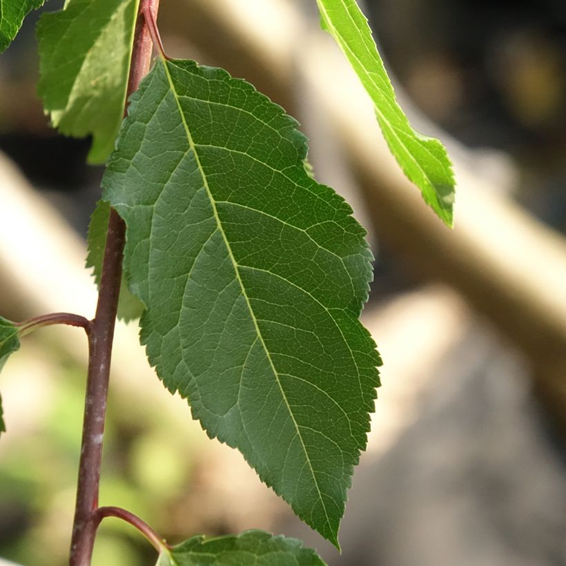 Prunier Wignon (Foliage)