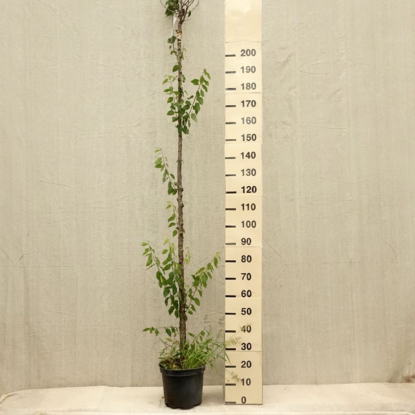 Example of Prunier Wignon Pot de 7,5L/10L, Haute-Tige as you get in automne