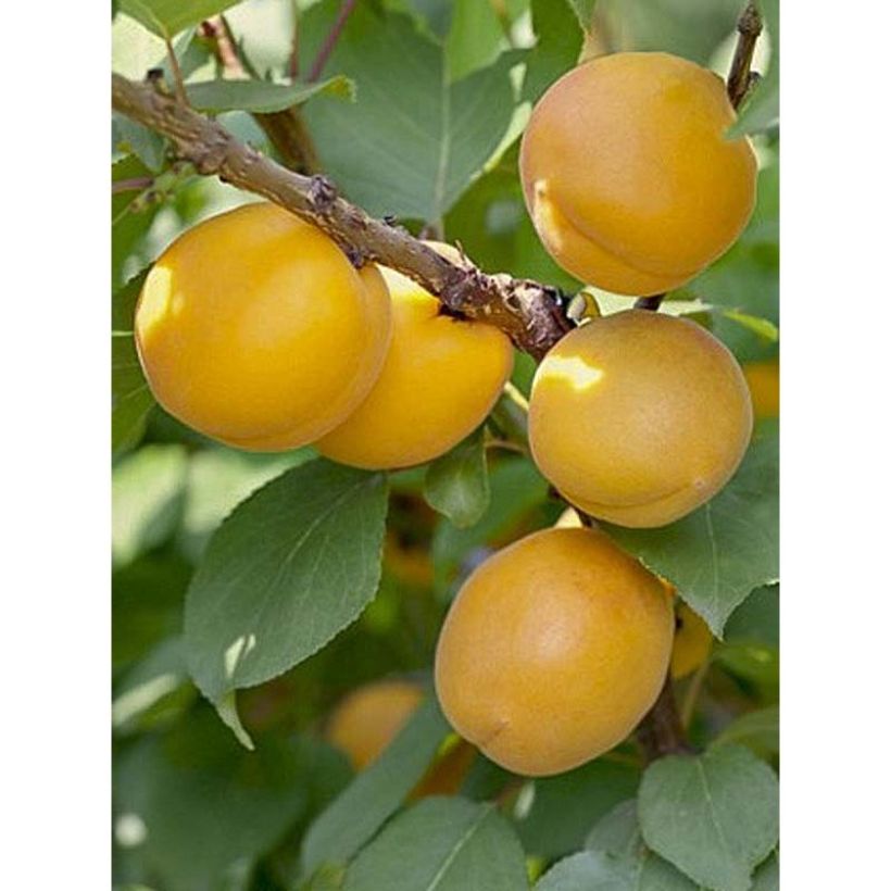 Abricotier - Prunus armeniaca Bulida (Harvest)