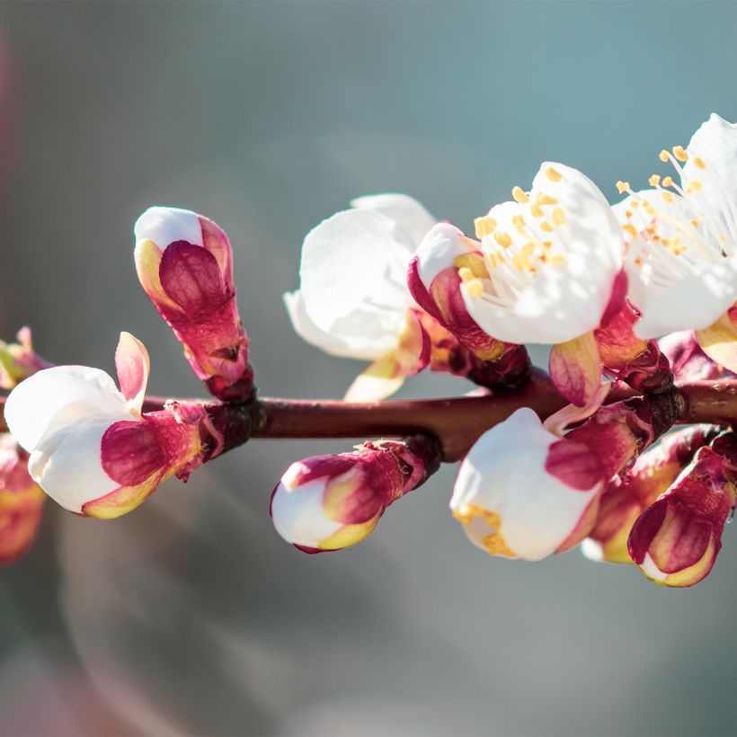Abricotier - Prunus armeniaca Compacta (Flowering)
