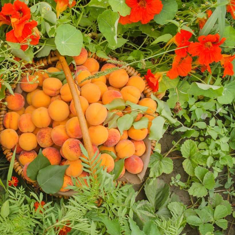 Abricotier - Prunus armeniaca Compacta (Harvest)