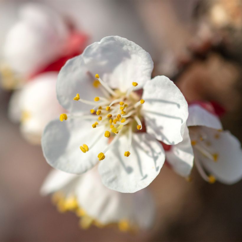 Abricotier - Prunus armeniaca Nanum (Flowering)