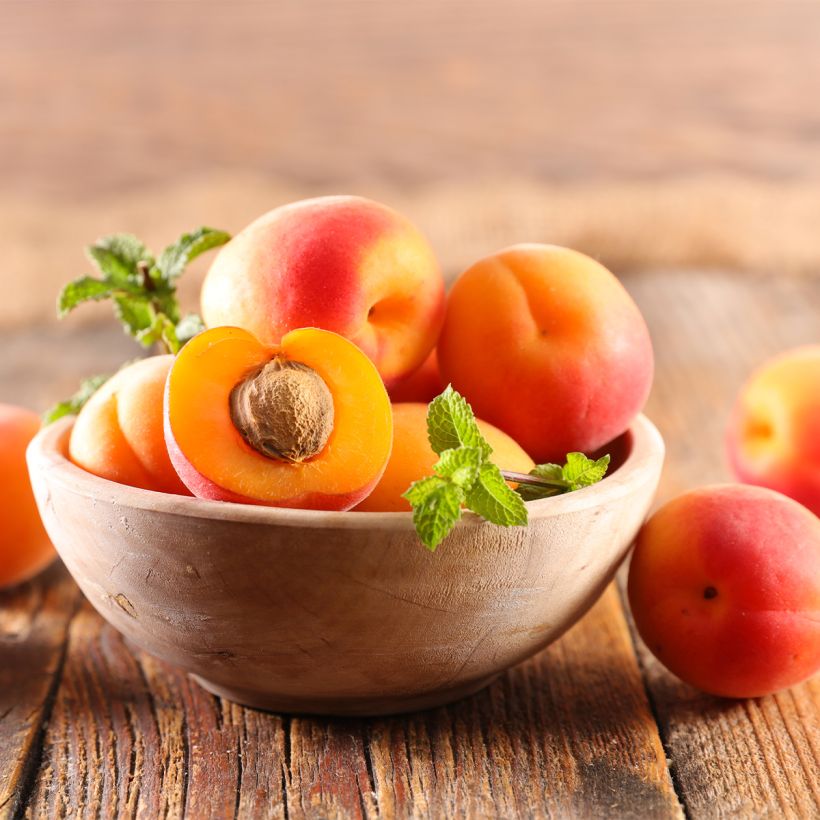 Abricotier - Prunus armeniaca Nanum (Harvest)