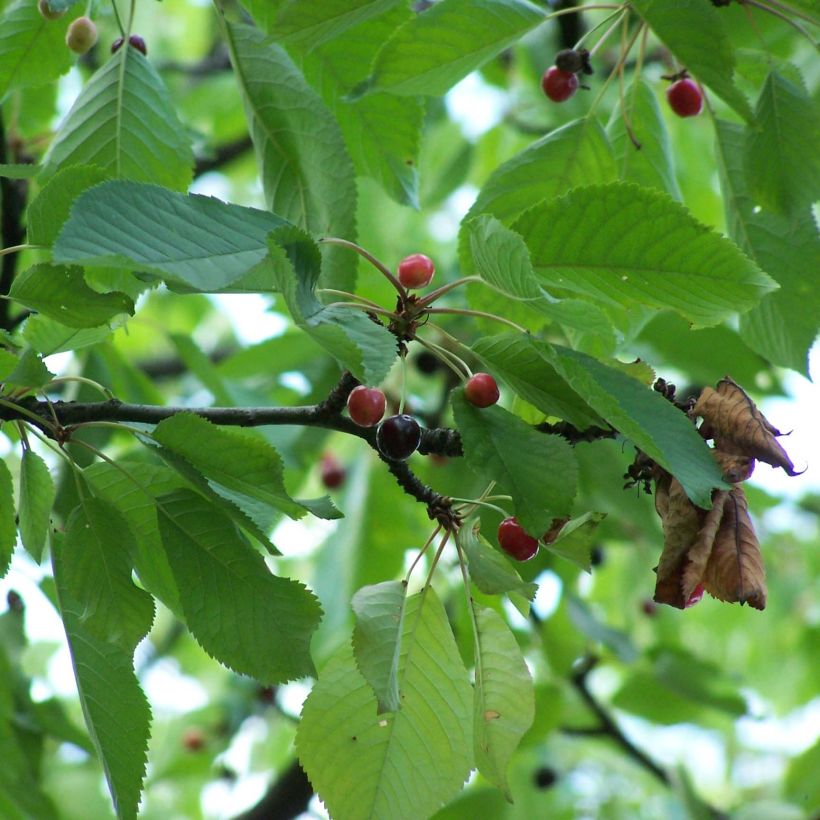 Merisier des oiseaux - Prunus avium (Foliage)