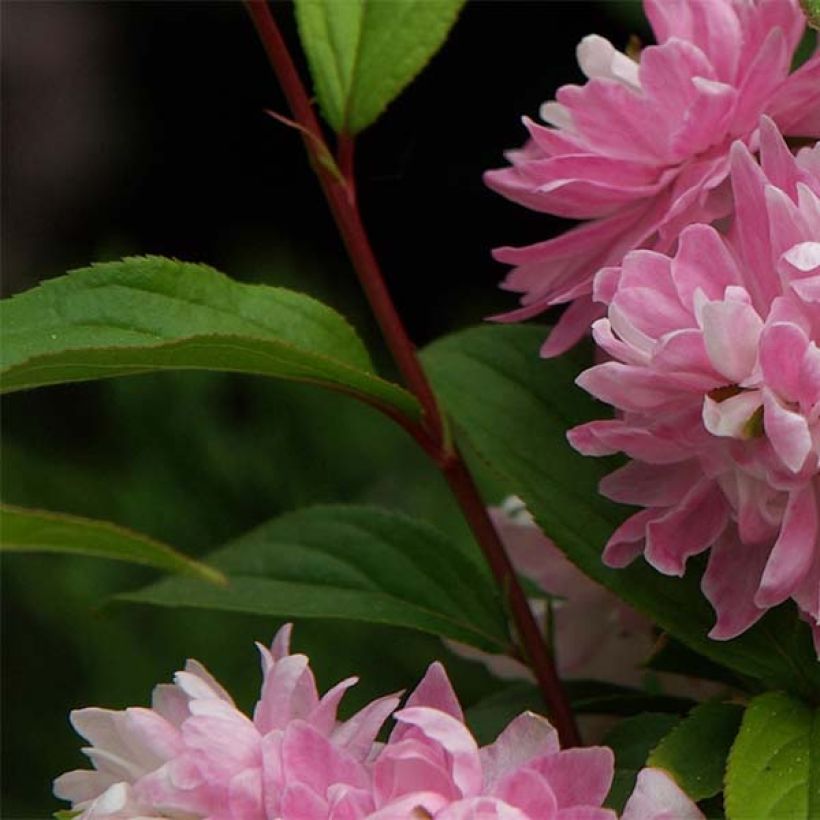 Cerisier à fleurs - Prunus glandulosa Rosea Plena (Foliage)