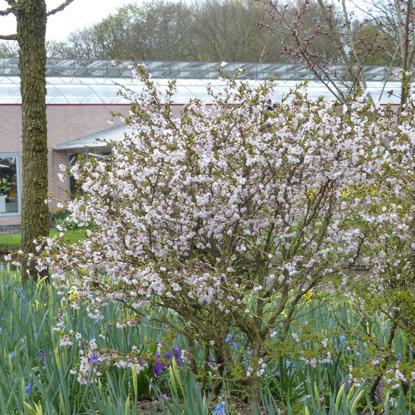 Cerisier à fleurs nain du Japon - Prunus incisa Kojo no mai (Plant habit)