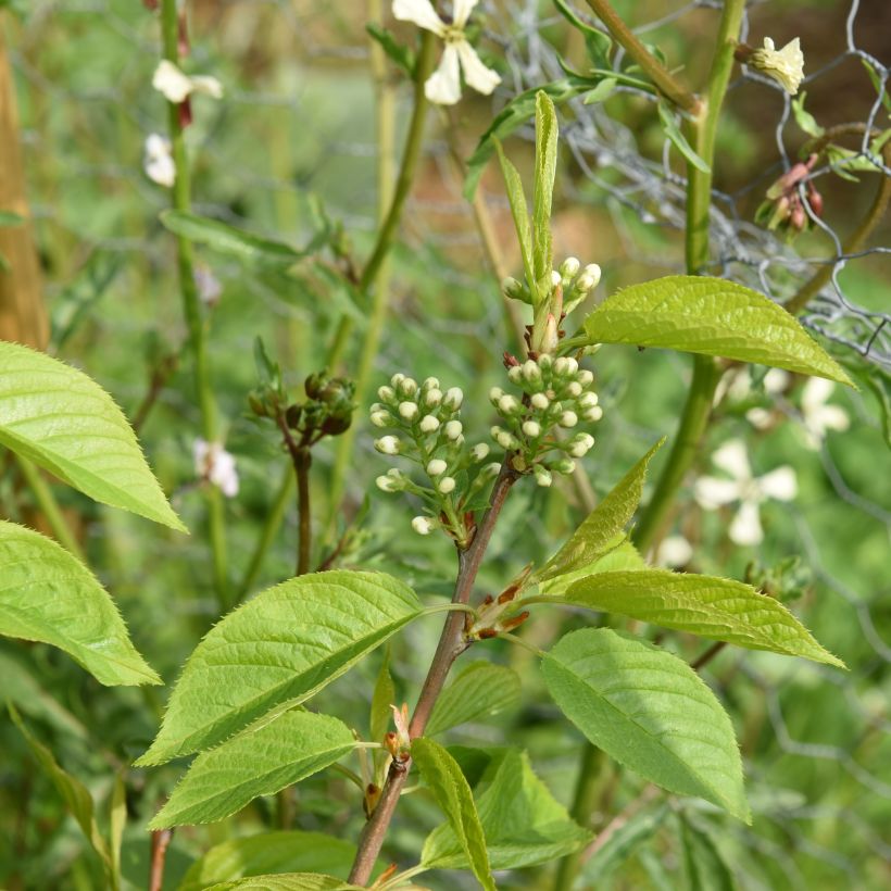 Prunus maackii Amber Beauty - Cerisier de Mandchourie (Foliage)