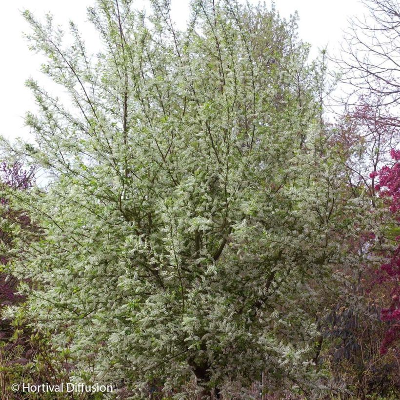 Prunus padus Le Thoureil - Cerisier à grappes  (Plant habit)
