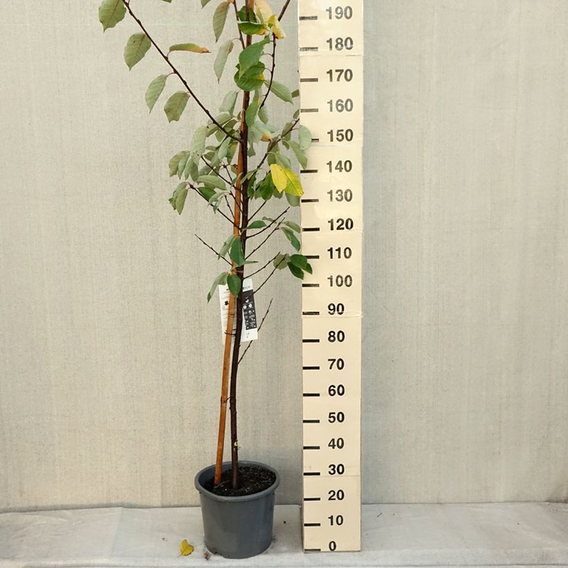 Example of Prunus padus Le Thoureil - Cerisier à grappes  Pot de 12L/15L as you get in automne