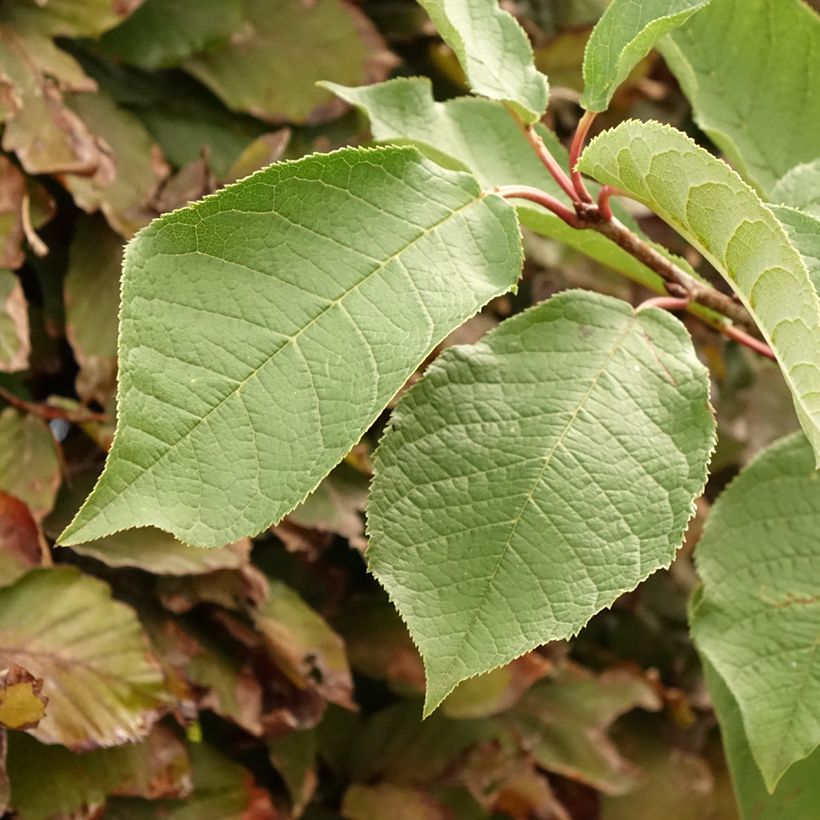 Prunus padus Le Thoureil - Cerisier à grappes  (Foliage)