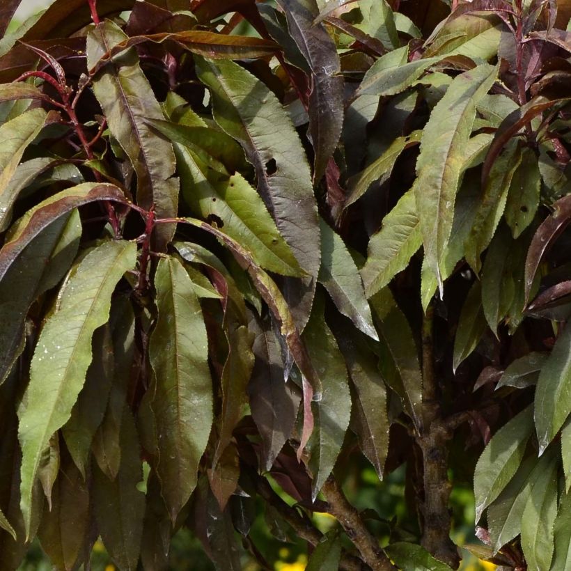 Pêcher - Prunus persica Nain Crimson Bonfire (Foliage)