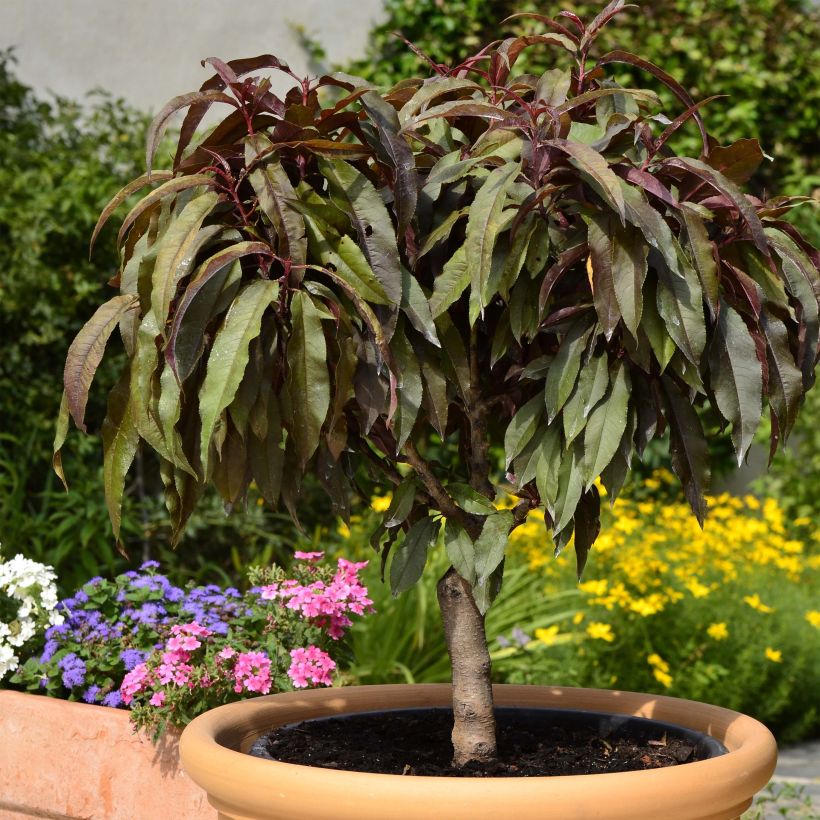 Pêcher - Prunus persica Nain Crimson Bonfire (Plant habit)