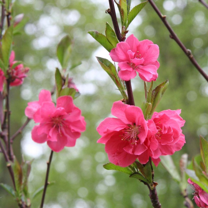 Pêcher à fleurs - Prunus persica Taoflora Pink (Flowering)