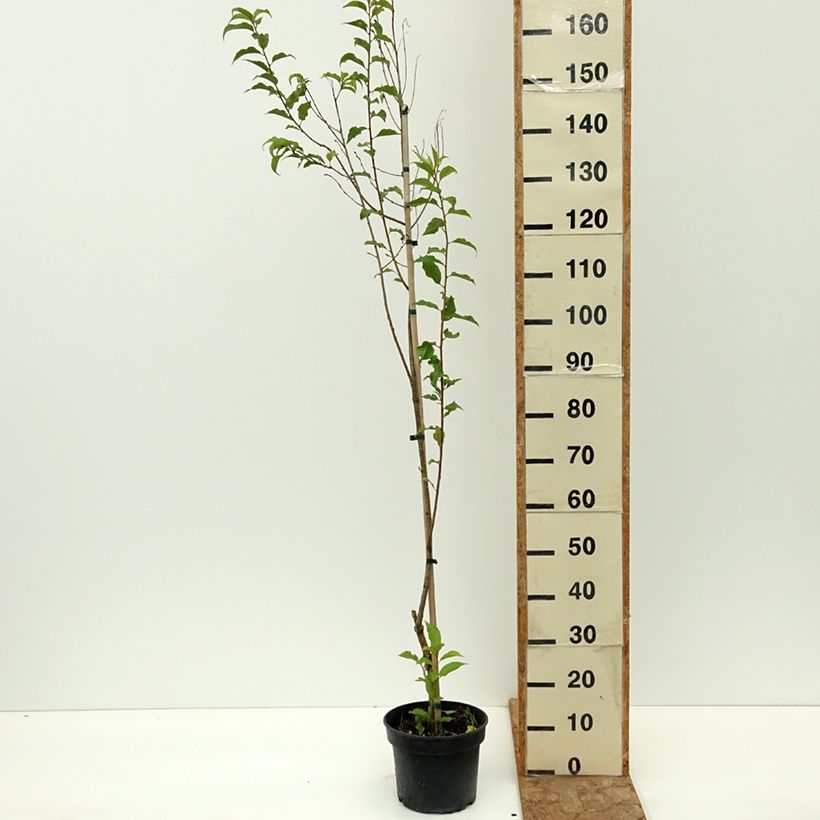 Example of Prunus rufa - Cerisier de l'Himalaya Pot de 4L/5L as you get in ete