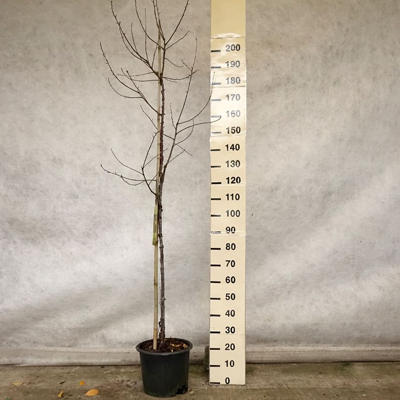 Example of Prunus serrula Amber Scots - Cerisier du Tibet  Pot de 7,5L/10L, Baliveau as you get in automne