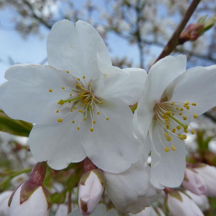 Prunus serrula Branklyn - Cerisier du Tibet (Flowering)