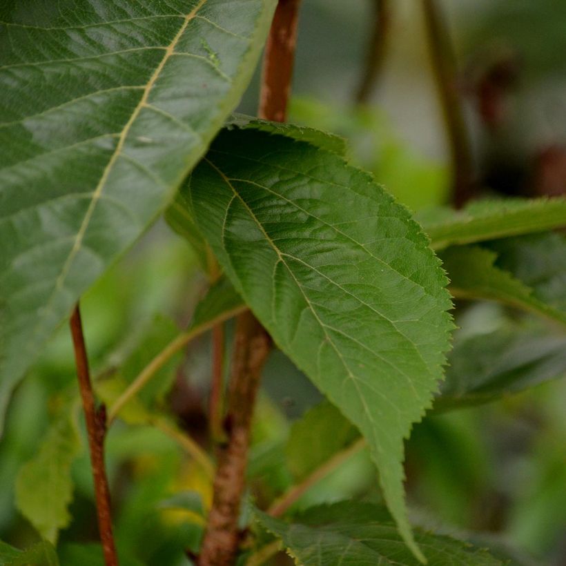 Prunus serrulata Amanogawa (Foliage)
