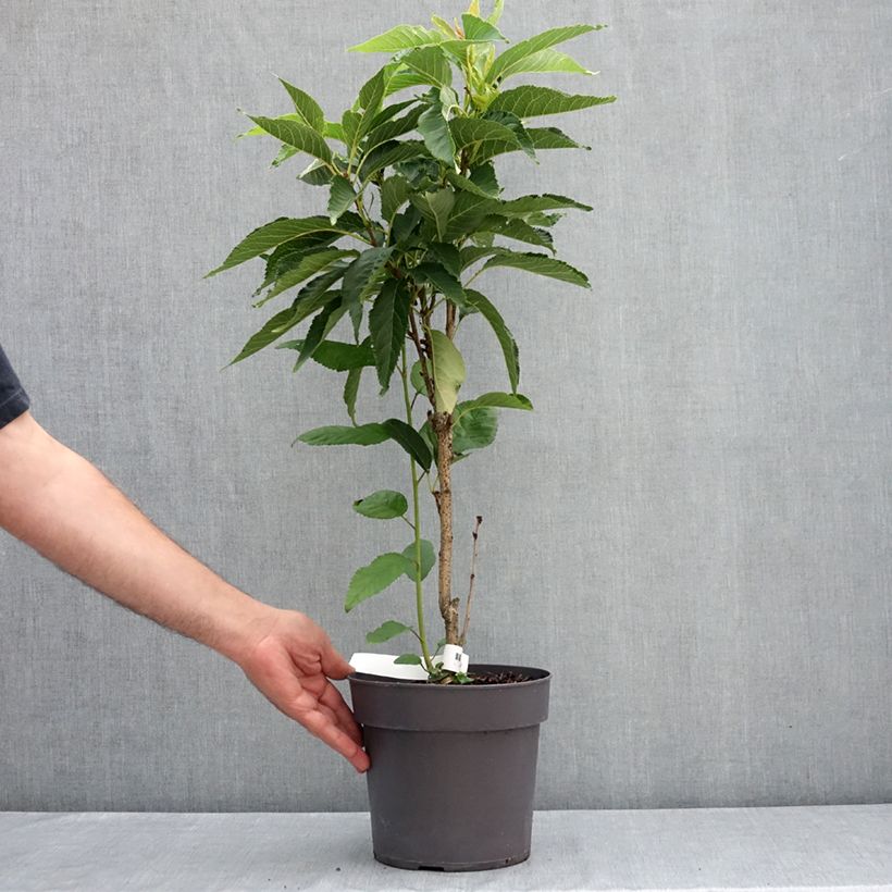 Example of Prunus serrulata Amanogawa Pot de 4L/5L as you get in ete