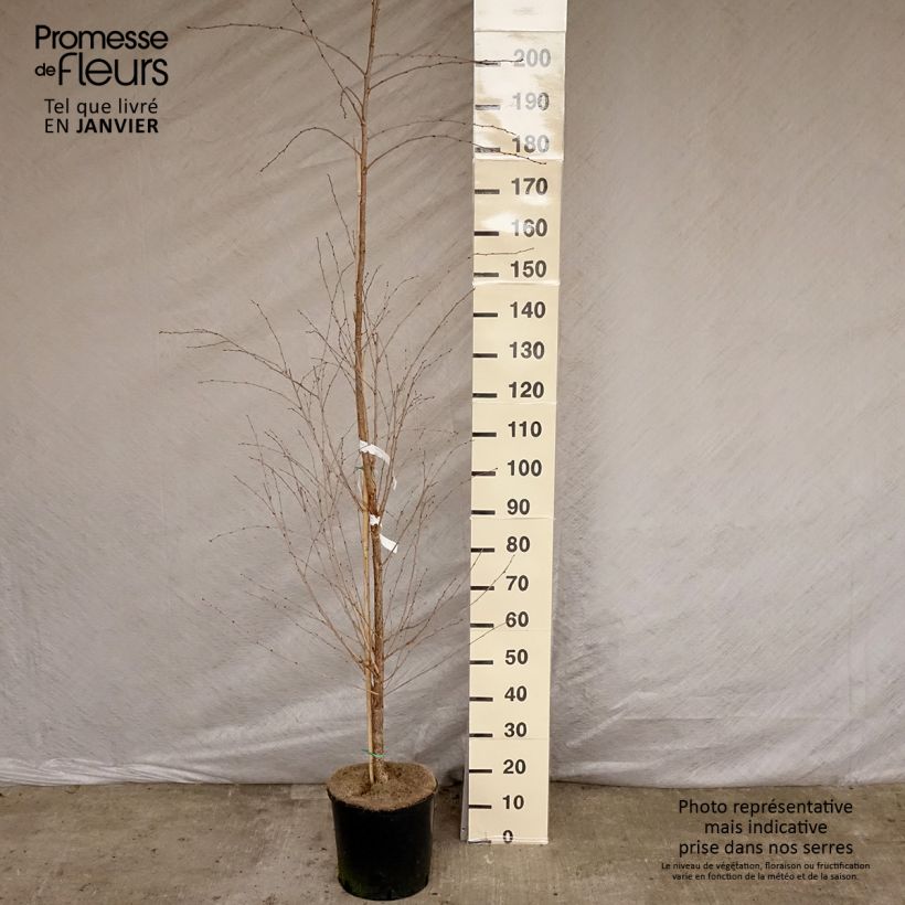 Example of Prunus The Bride - Cerisier à fleurs  Pot de 12L/15L, Tige as you get in hiver