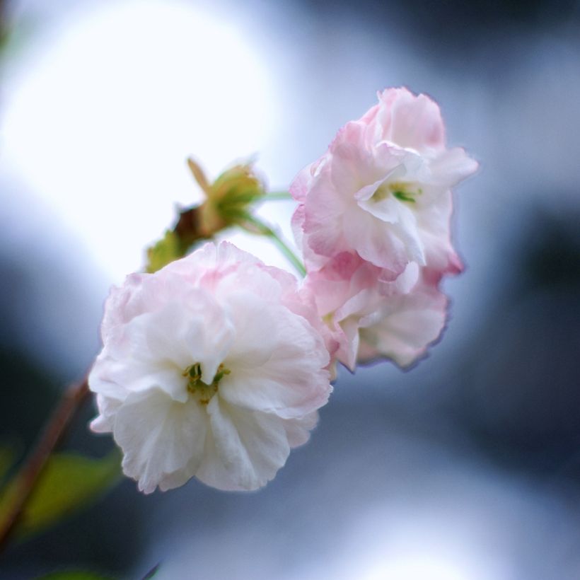 Cerisier à fleurs - Prunus serrulata Shirofugen (Flowering)