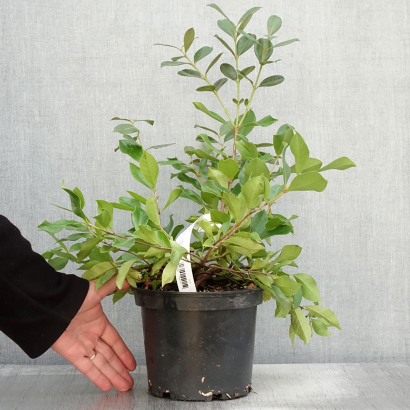 Example of Psidium cattleyanum - Goyavier de Chine Pot de 2L/3L as you get in automne