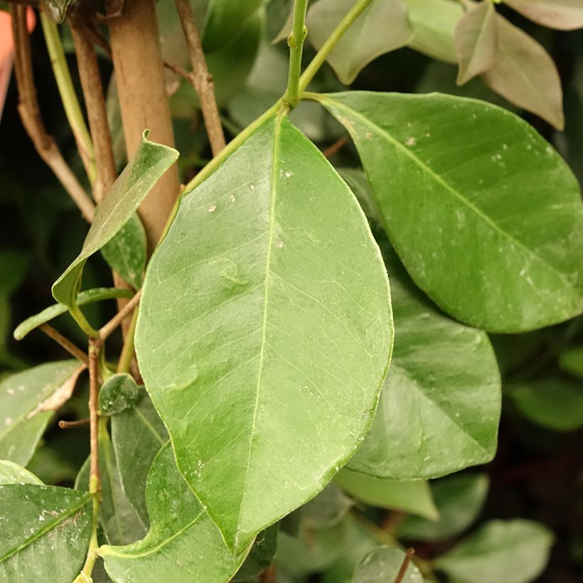 Psidium cattleyanum - Goyavier de Chine (Foliage)