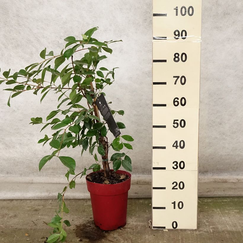 Example of Psidium cattleyanum - Goyavier de Chine Pot de 6L/7L as you get in automne