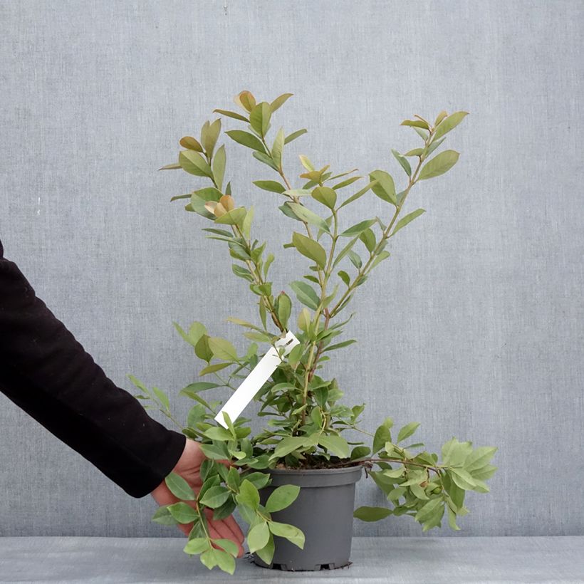 Example of Psidium cattleianum lucidum - Goyavier de Chine à fruits jaunes Pot de 3L/4L as you get in hiver