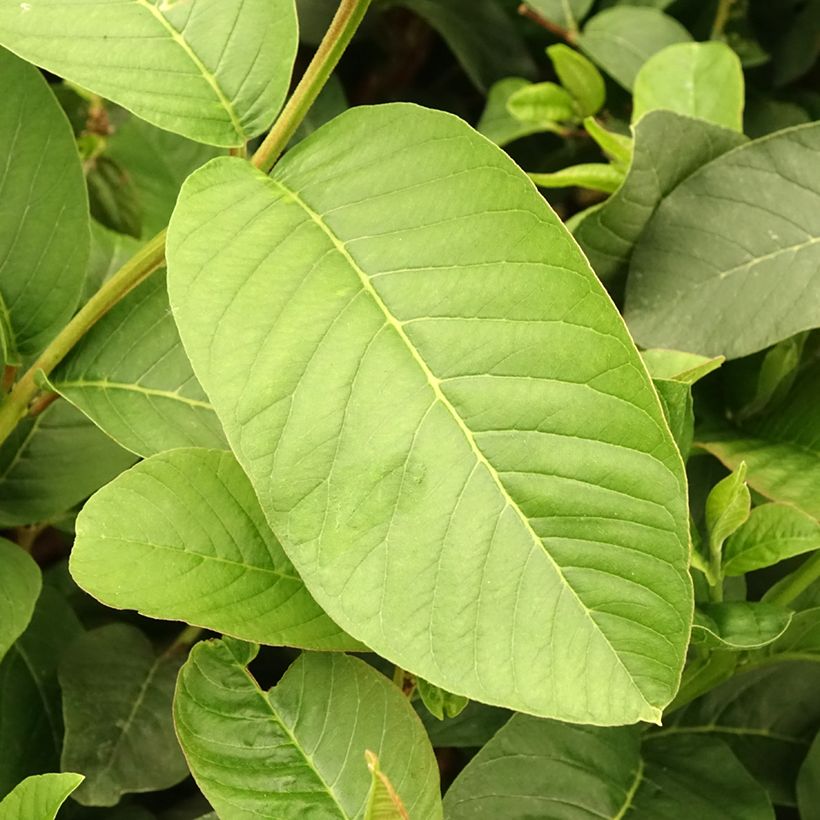 Psidium guajava Limon - goyavier citron jaune (Foliage)