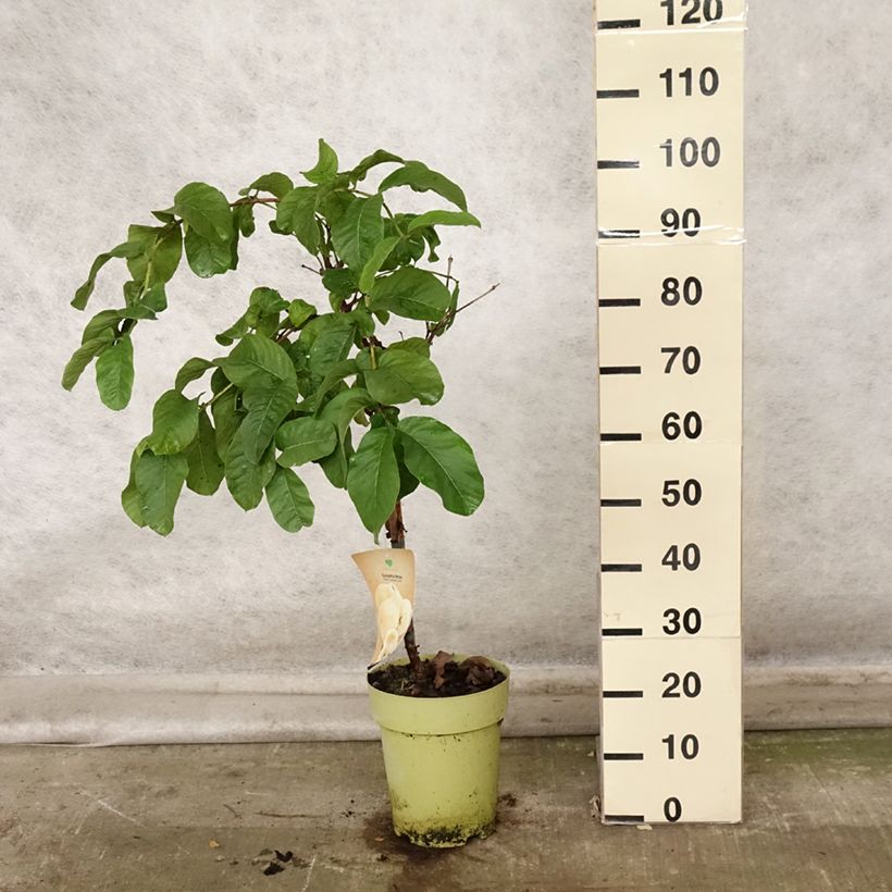 Example of Psidium guajava Limon - goyavier citron jaune Pot de 6L/7L as you get in automne