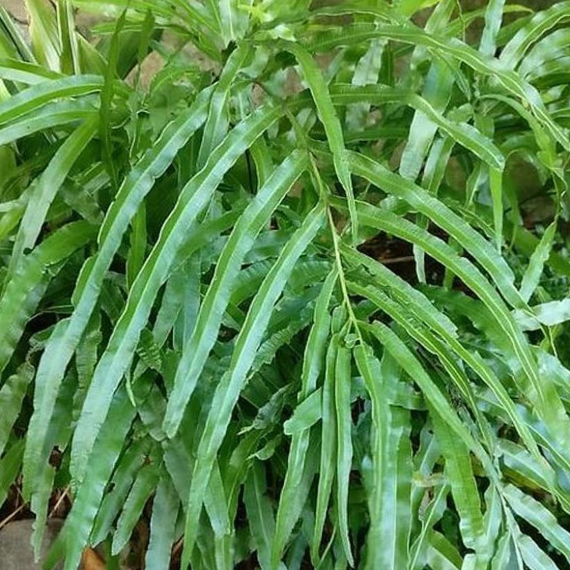 Pteris umbrosa - Fougère (Foliage)