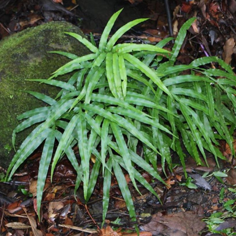 Pteris umbrosa - Fougère (Plant habit)