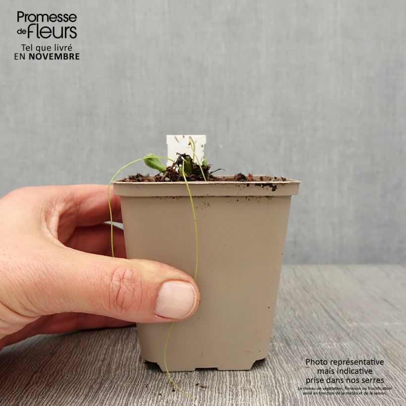 Example of Pulmonaire hybride - Pulmonaria Twinkle Toes Godet de 8/9 cm as you get in automne