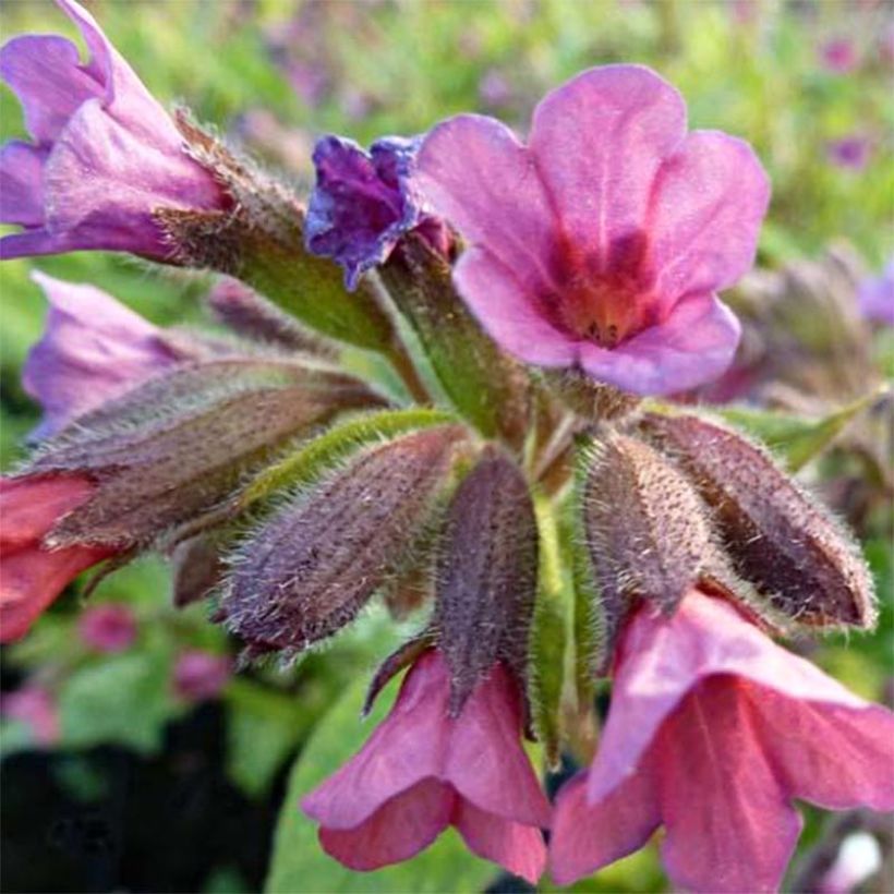 Pulmonaire hybride Victorian Brooch (Flowering)