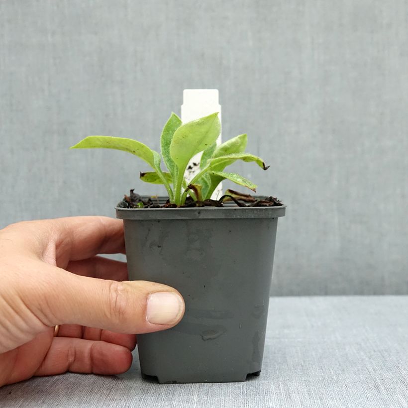 Example of Pulmonaria saccharata Dora Bielefeld Godet de 8/9 cm as you get in ete