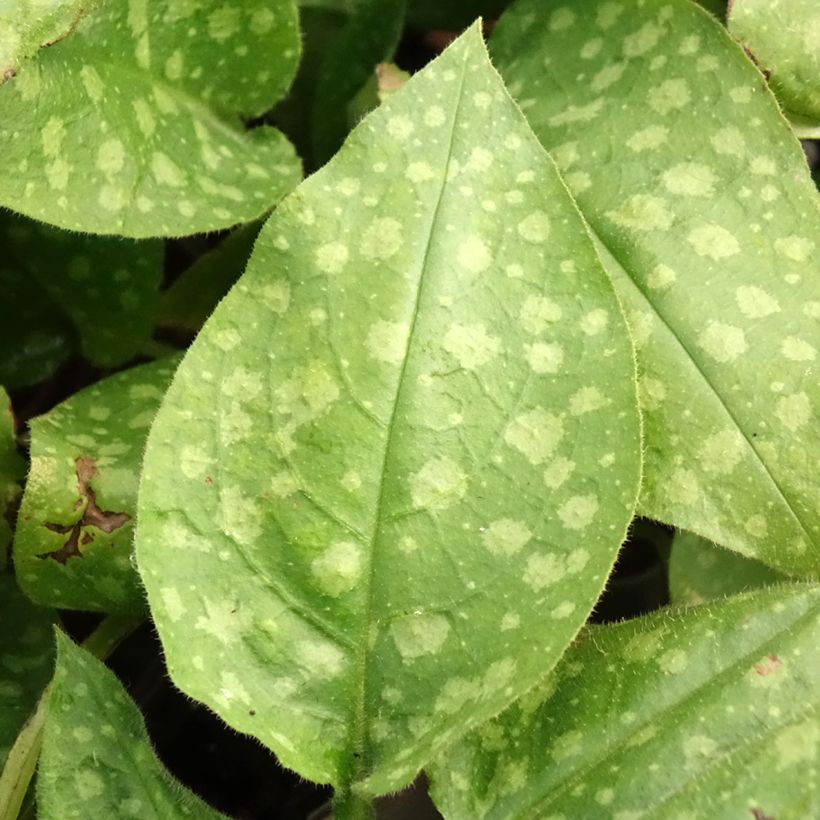 Pulmonaria saccharata Mrs Moon - Pulmonaire Mrs Moon (Foliage)