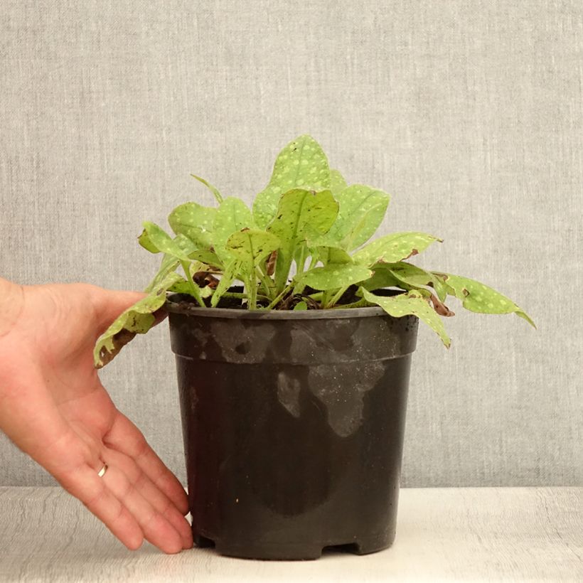 Example of Pulmonaria saccharata Mrs Moon - Pulmonaire Mrs Moon Pot de 2L/3L as you get in ete
