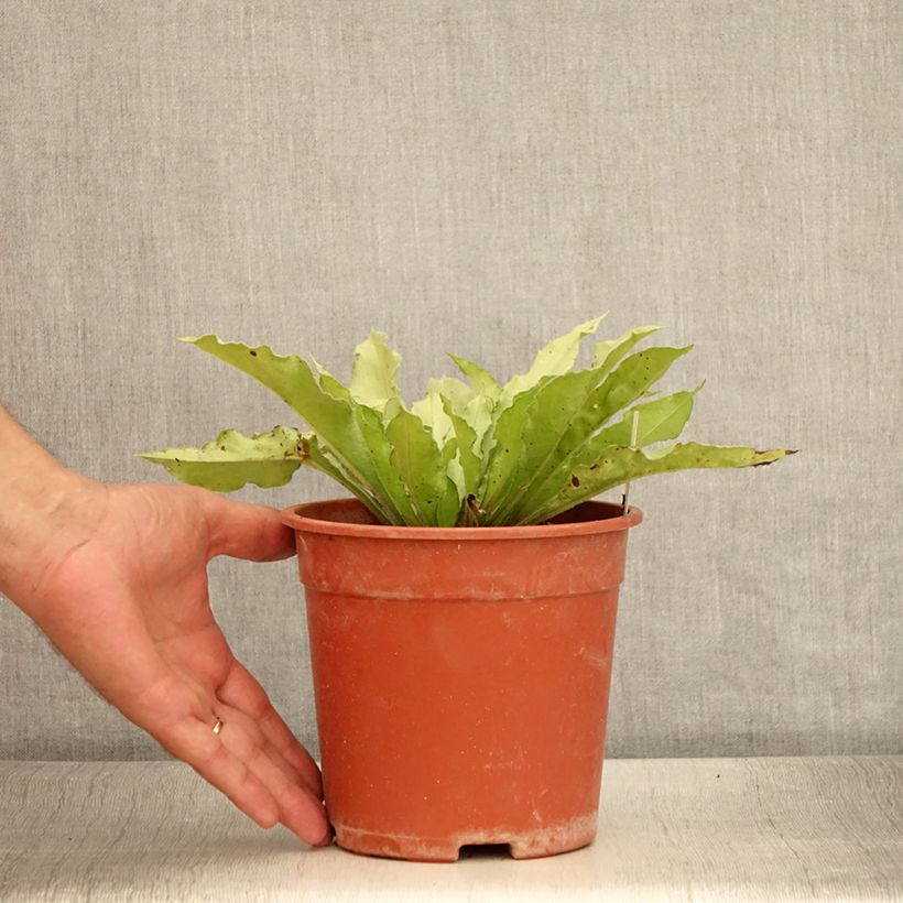 Example of Pulmonaria Samourai - Pulmonaire hybride Pot de 2L/3L as you get in ete