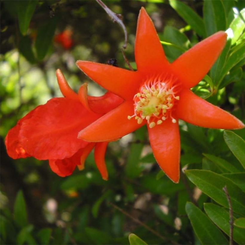 Grenadier à fruits - Punica granatum Fina Tendral (Flowering)