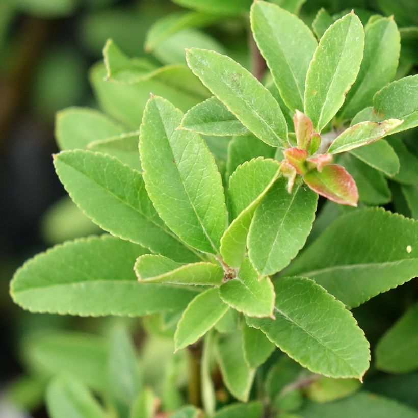 Pyracantha coccinea Orange Star - Buisson ardent (Foliage)