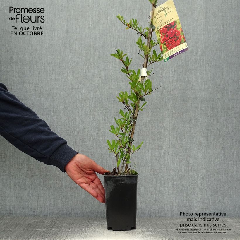 Example of Pyracantha coccinea Red Star - Buisson ardent Pot de 2L/3L as you get in automne